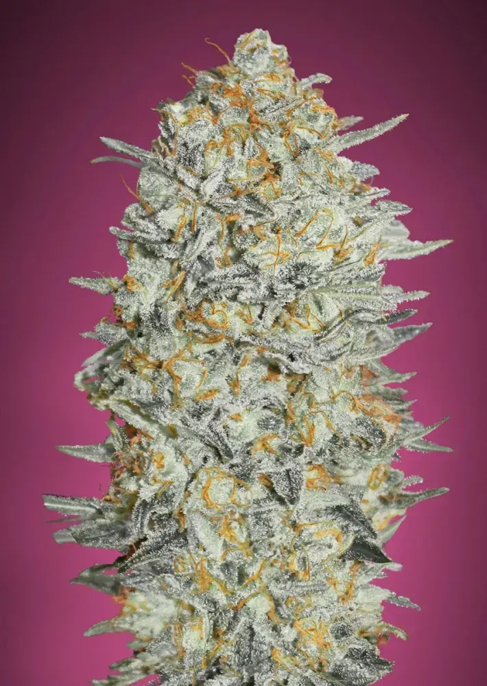 Gelato #33 Feminised Cannabis Seeds | Advanced Seeds 