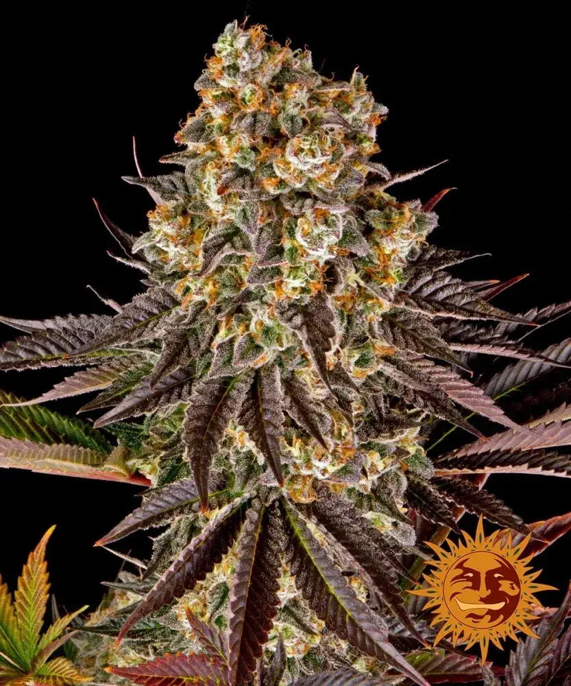 Gelato #45 Feminised Cannabis Seeds | Barney's Farm 