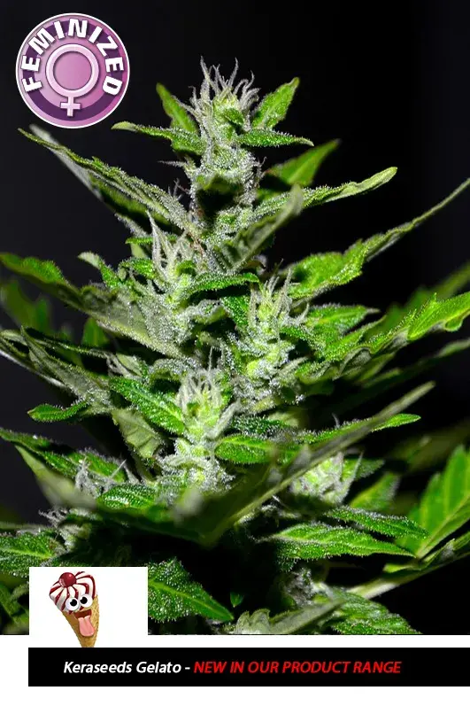  Gelato Feminised Cannabis Seeds | Kera Seeds