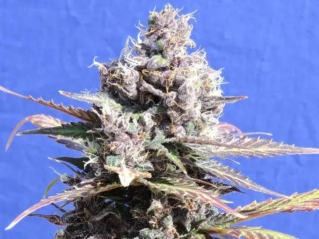 Gelato Feminised Cannabis Seeds | Original Sensible Seeds