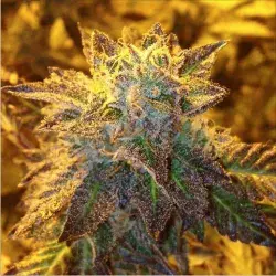 Gelato 33 Feminised | Concrete Jungle Seeds
