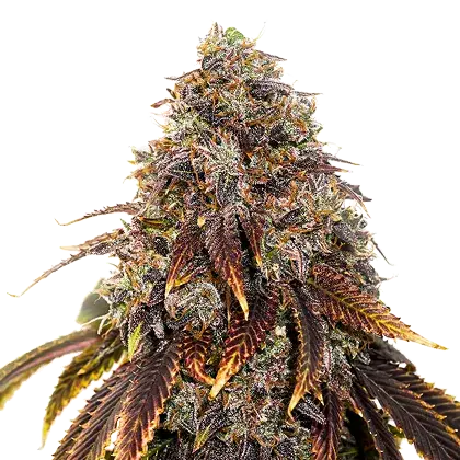 Gelato 41 Feminised Cannabis Seeds | Seed Stockers