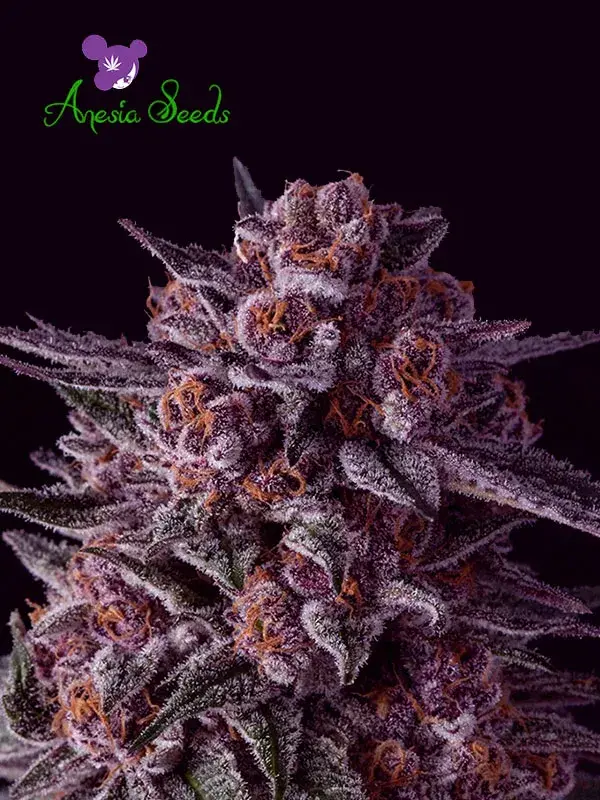 Gelato Dream Feminised Cannabis Seeds - Anesia Seeds