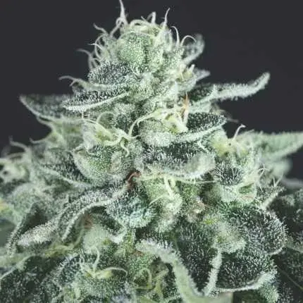 Gelato USA Range Feminised Cannabis Seeds | Pyramid Seeds USA Range