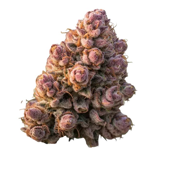 Gello Z Auto Feminised Cannabis Seeds - Growers Choice.