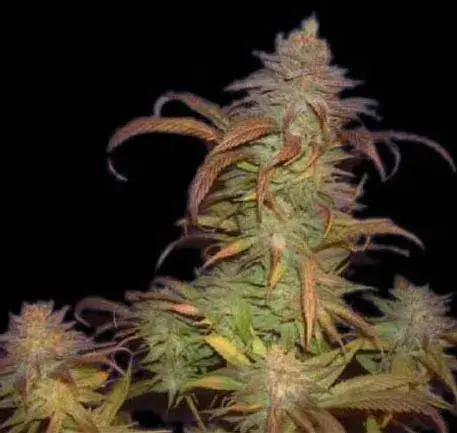 Buruandi Block Head Regular Cannabis Seeds