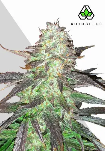 Ghost Train Haze Auto Cannabis Seeds | Auto Seeds.
