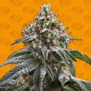 Ghost Train Power Feminised Cannabis Seeds | Original Sensible Seeds