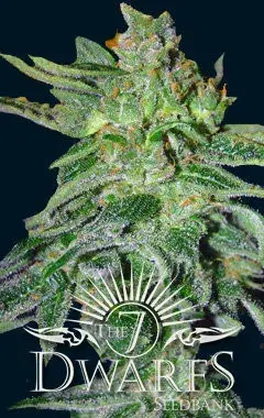 Gigantes Auto Feminised Cannabis Seeds | 7 Dwarf Seeds