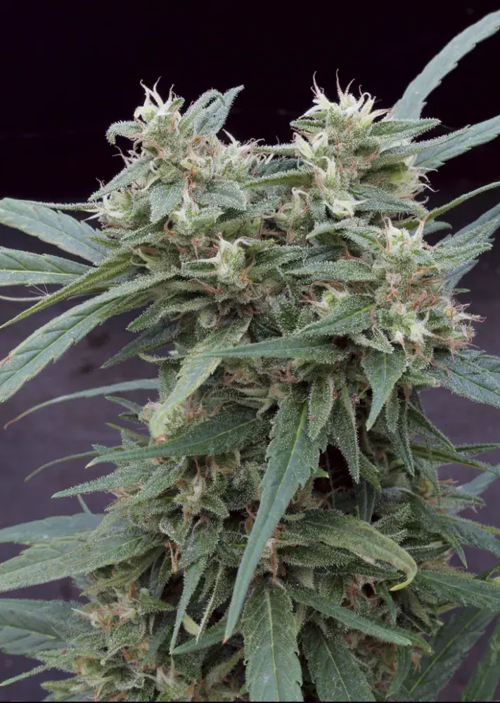 Gimli Auto Feminised Cannabis Seeds | Big Monster Seeds