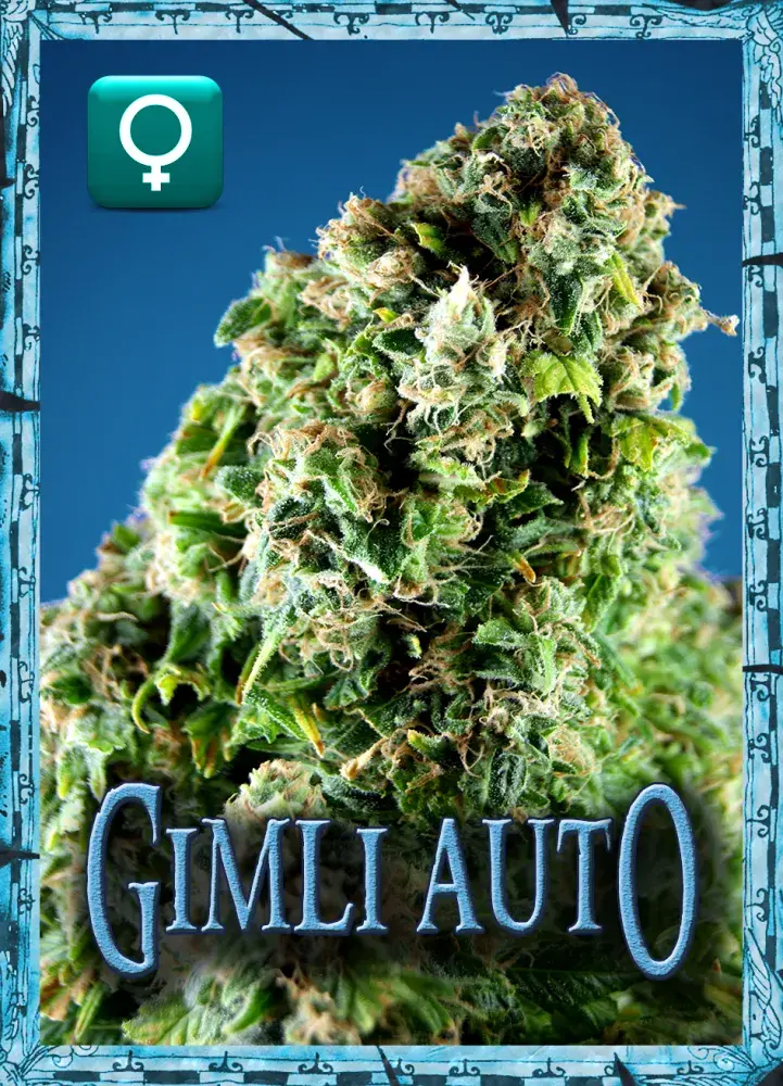 Gimli Auto Feminised Cannabis Seeds | Rockwell Seeds