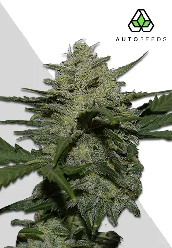Girl Scout Cookies Autoflowering Feminised Cannabis Seeds | Auto Seeds