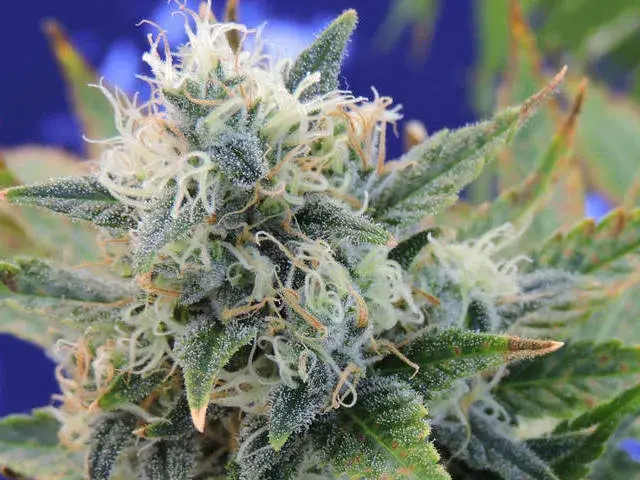 Girl Scout Cookies Feminised Cannabis Seeds | Original Sensible Seeds
