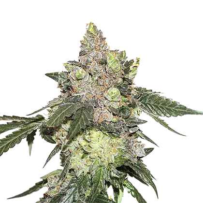 Girl Scout Cookies Feminised Cannabis Seeds | Seed Stockers