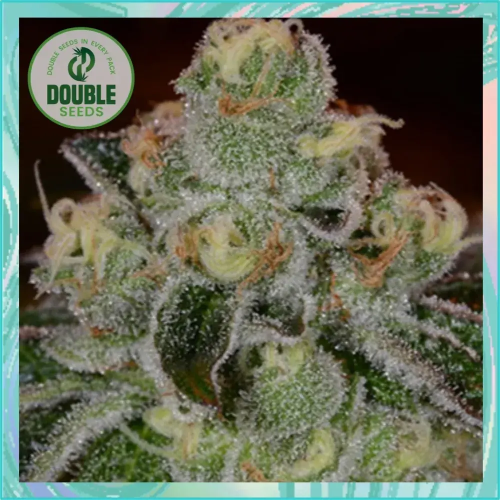 Girl Scout Cookies Auto - Double Seeds