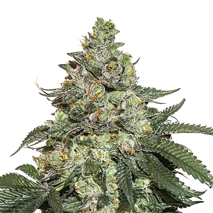 Girl Scout Cookies Auto Feminised Cannabis Seeds | Seed Stockers