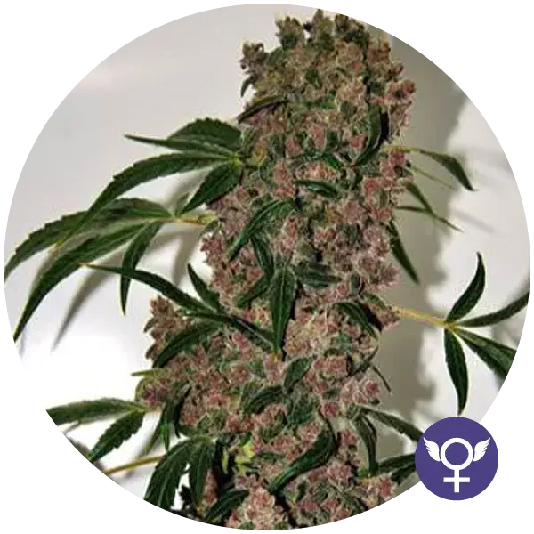 Girl Scout Cookies Extreme Feminised Cannabis Seeds | Bulldog Seeds