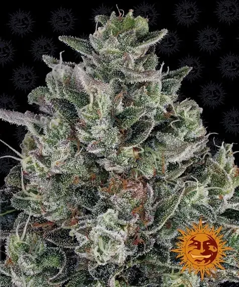Glookies Feminised Cannabis Seeds | Barney's Farm 
