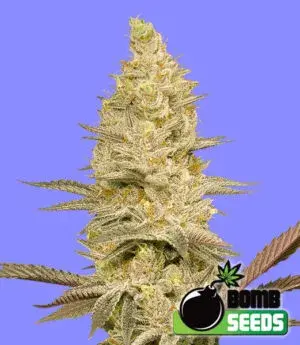 Glookie Bomb Feminised Cannabis Seeds | Bomb Seeds 