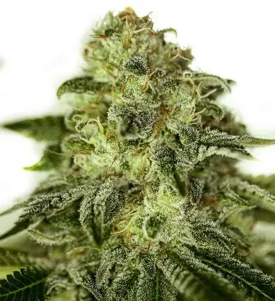 Glory OG Feminised Cannabis Seeds | Positronics
