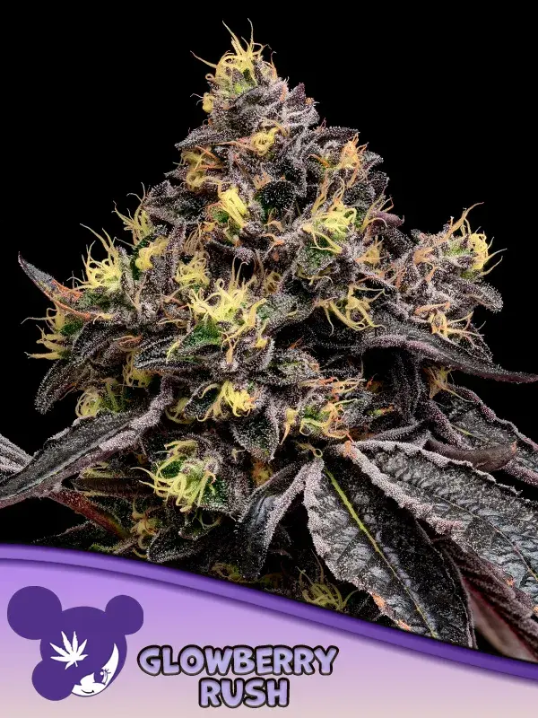 Glowberry Rush Feminised Cannabis Seeds - Anesia Seeds.