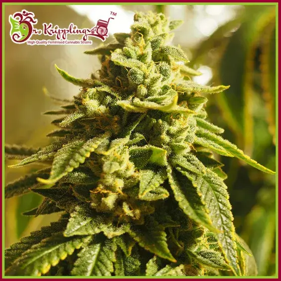 Glue Kripple Feminised Cannabis Seeds – Dr Krippling