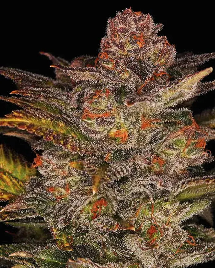 Blueberry Glue Auto Feminised Cannabis Seeds | Expert Seeds