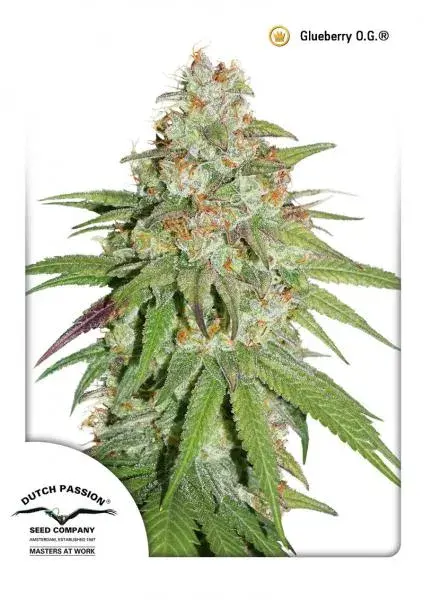 Glueberry OG Feminised Cannabis Seeds | Dutch Passion 