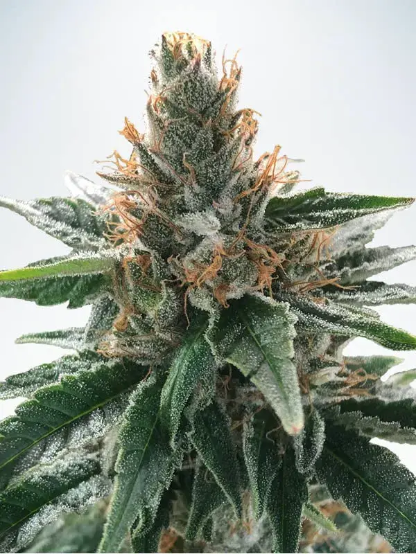 God's Glue Feminised Cannabis Seeds | Ministry of Cannabis