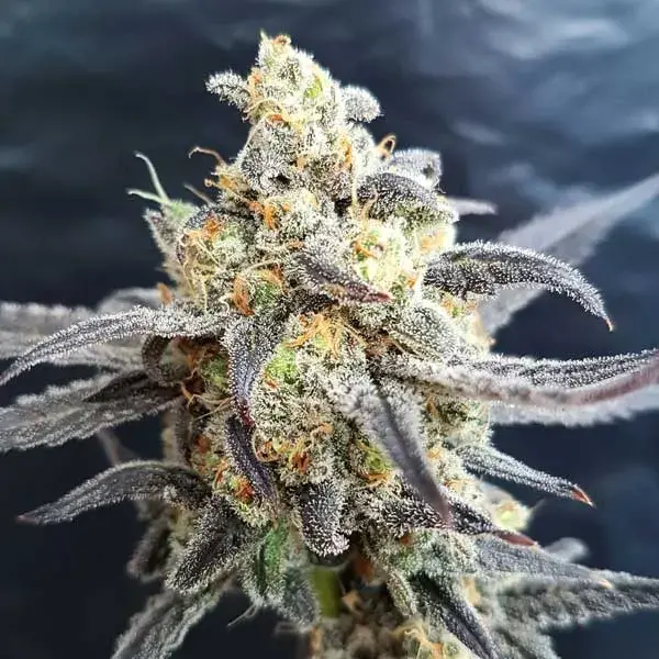 Godberry Feminised Cannabis Seeds | Freedom of Seeds