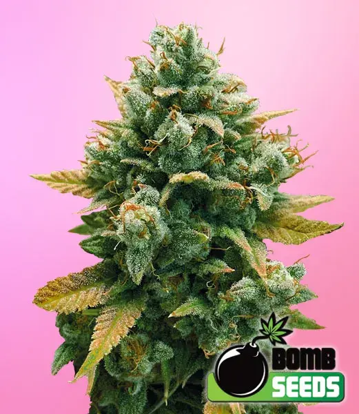 Godfather Bomb Feminised Cannabis Seeds | Bomb Seeds 
