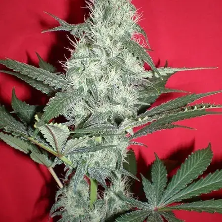 God's Gouda Feminised Cannabis Seeds | Jordan Of The Islands