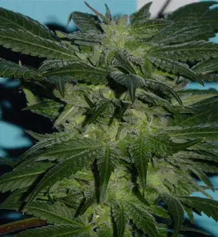 God's Lemon Skunk Regular Cannabis Seeds