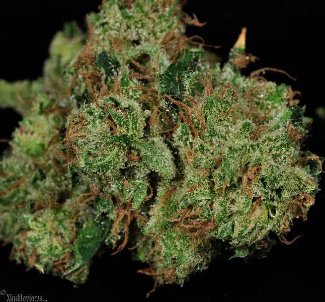 God's Treat Regular Cannabis Seeds