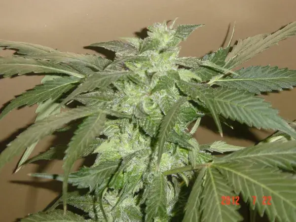 God's White Lightning Regular Cannabis Seeds