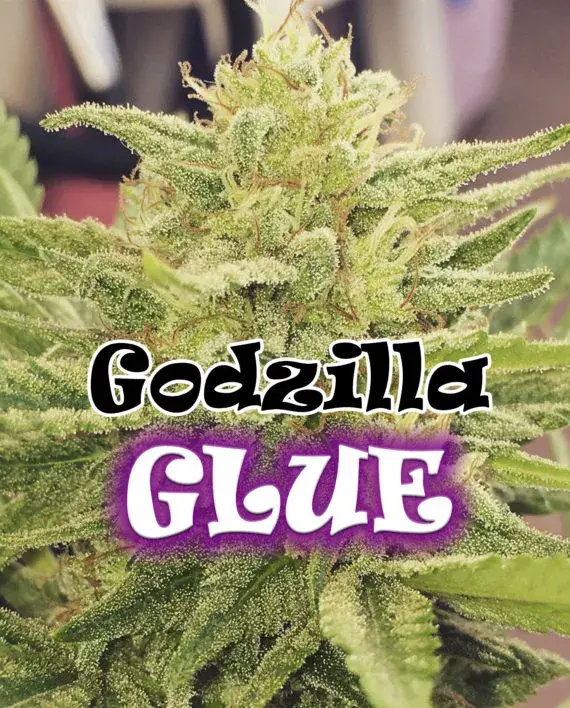Godzilla Glue Feminised Cannabis Seeds | Dr Underground