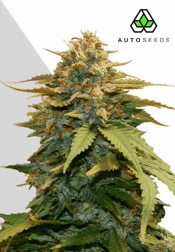 Cannabis Seeds Gold Leaf Auto Cannabis Seeds By Auto Seeds.