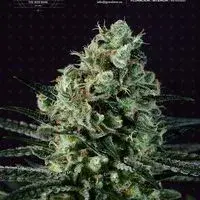 Goldenberry Feminised Cannabis Seeds