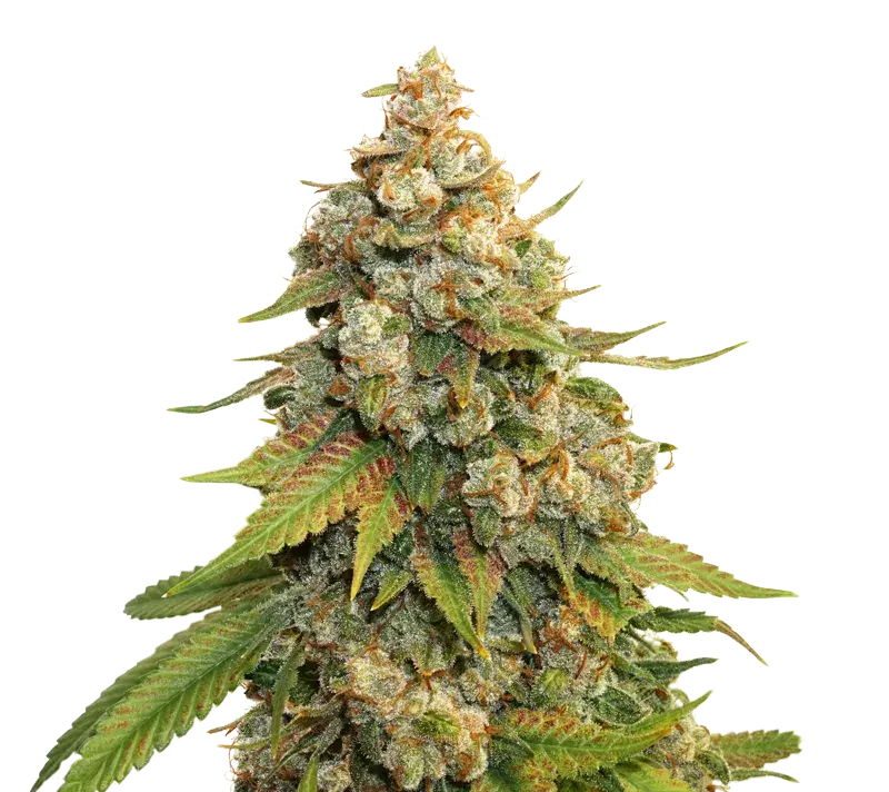 Golden Lemon Haze Feminised Cannabis Seeds | Seed Stockers