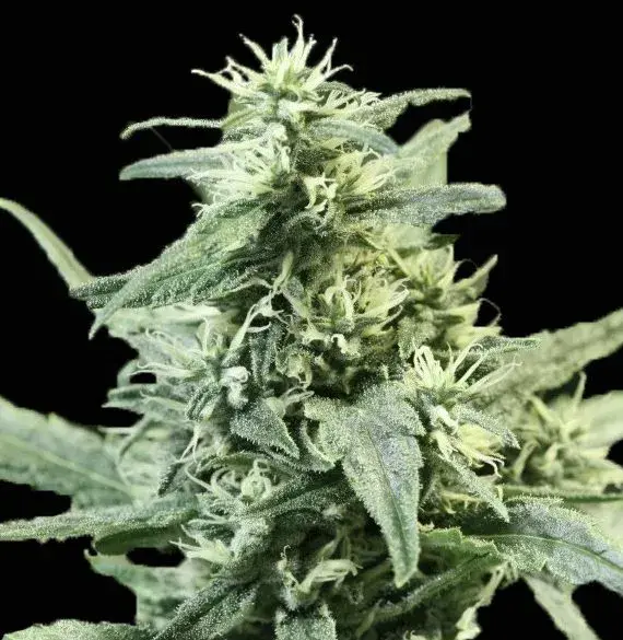 Golden Haze Feminised Cannabis Seeds | Devil’s Harvest Seeds