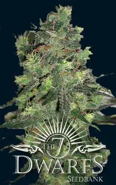 Goliath Auto Feminised Cannabis Seeds | 7 Dwarf Seeds