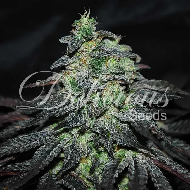 Golosa Feminised Cannabis Seeds | Delicious Seeds