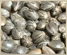 Gage Green Good Ideas Cannabis Seeds