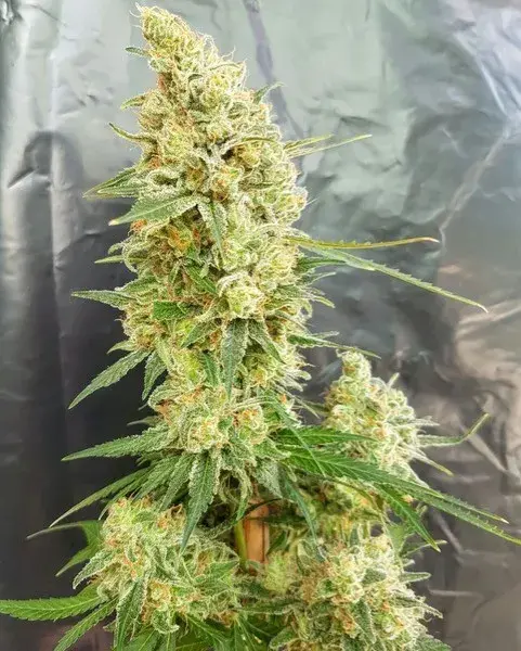 Gorilla Banana Feminised Cannabis Seeds | Expert Seeds