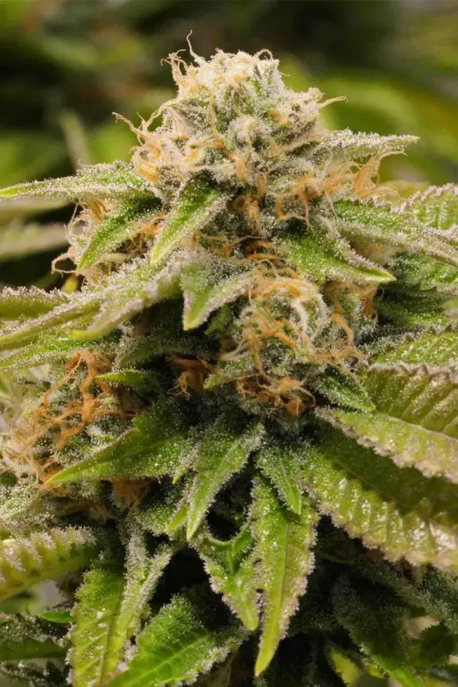 Gorilla Breath Feminised Cannabis Seeds | Humboldt Seeds Organisation