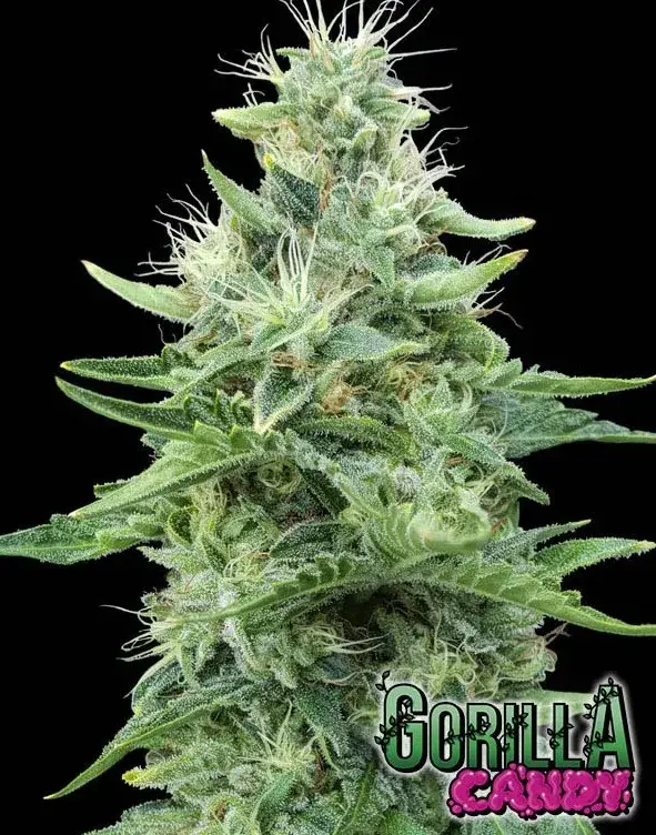 Gorilla Candy Feminised Cannabis Seeds | Eva Female Seeds
