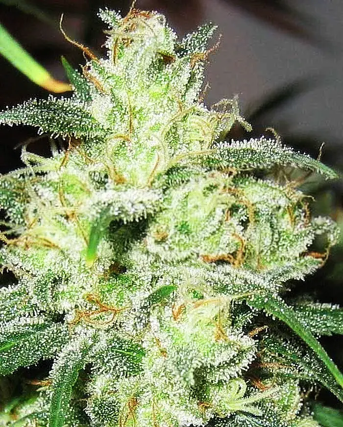 Gorilla Cheese Feminised Cannabis Seeds | Expert Seeds