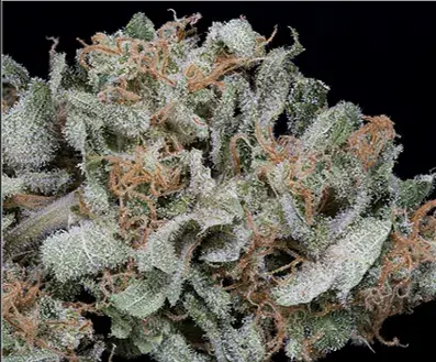 Gorilla Cookies Feminised Cannabis Seeds | Big Head Seeds