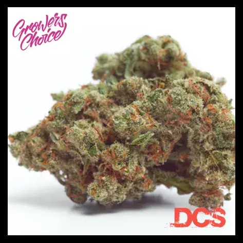 Gorilla Cookies Auto Feminised Cannabis Seeds - Growers Choice