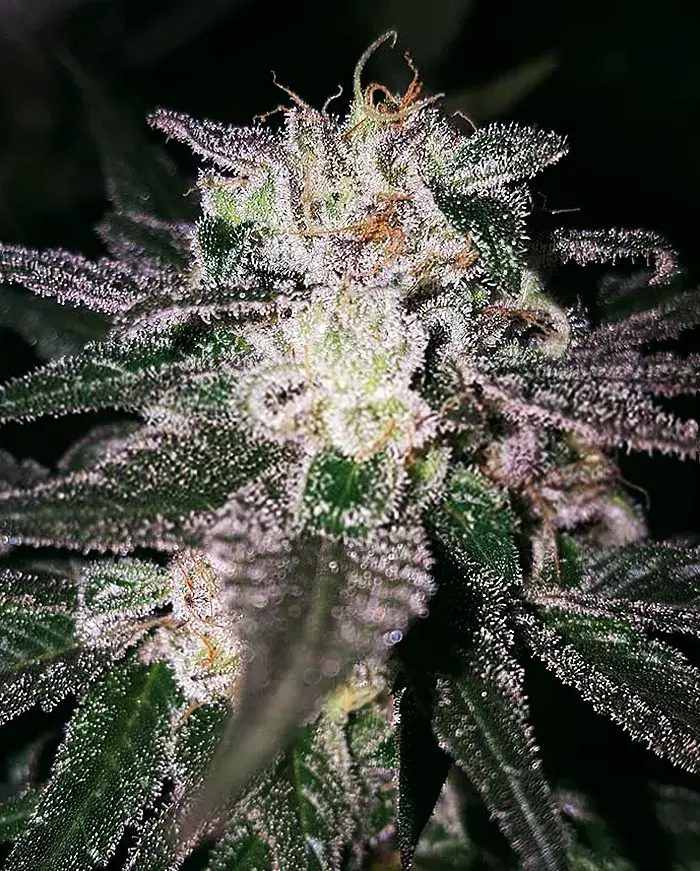 Gorilla Cookies Feminised Cannabis Seeds | Expert Seeds